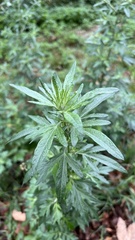 Artemisia vulgaris