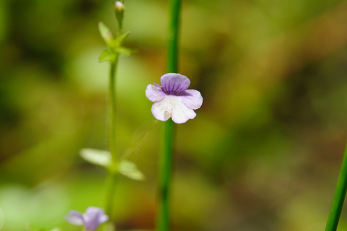 Deinostema