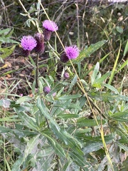 Cirsium arvense integrifolium