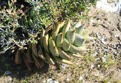 Aloe distans