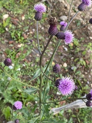Cirsium arvense integrifolium