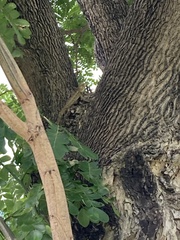 Calotes versicolor