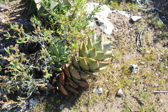 Aloe distans