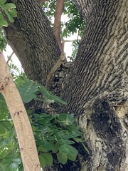 Calotes versicolor