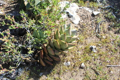 Aloe distans