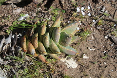 Aloe distans
