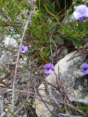 Viola decumbens