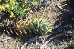 Aloe distans