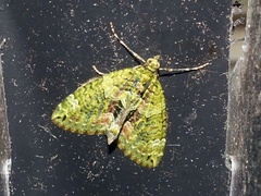 Chloroclysta siterata