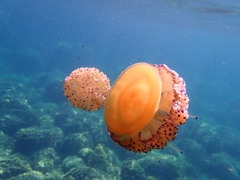 Cotylorhiza tuberculata