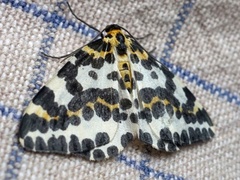 Abraxas grossulariata