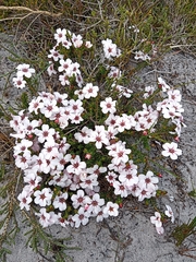 Adenandra uniflora