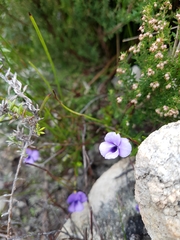 Viola decumbens