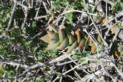 Aloe distans