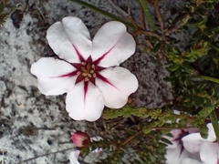 Adenandra uniflora