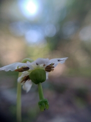 Moneses uniflora