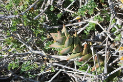 Aloe distans