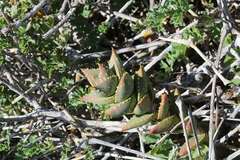 Aloe distans