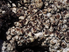 Acarospora macrospora