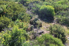 Aloe distans