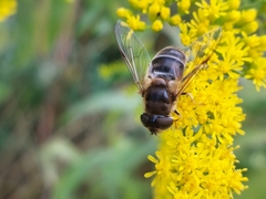 Eristalis