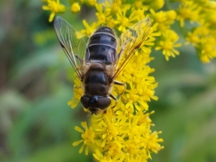 Eristalis