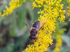 Eristalis