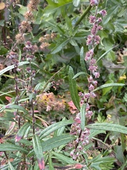 Artemisia integrifolia