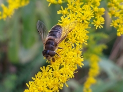 Eristalis