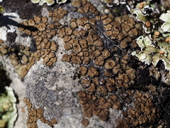 Acarospora macrospora