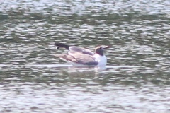 Leucophaeus atricilla megalopterus