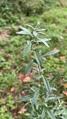 Artemisia vulgaris