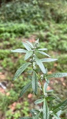 Artemisia vulgaris