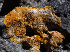 Variospora flavescens