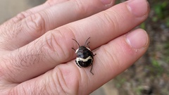 Poecilocoris lewisi