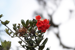 Rhododendron glabriflorum