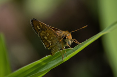 Taractrocera ardonia