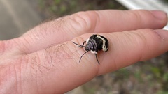 Poecilocoris lewisi