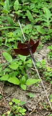 Neurothemis fulvia