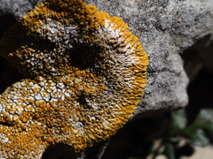 Variospora flavescens