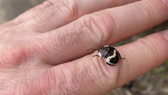 Poecilocoris lewisi