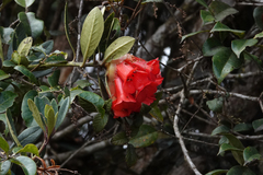 Rhododendron glabriflorum