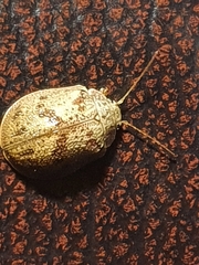 Paropsis charybdis