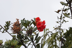 Rhododendron glabriflorum