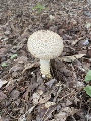 Amanita cokeri