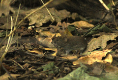 Clethrionomys glareolus