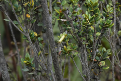 Rhododendron oreites