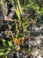 Daviesia corymbosa