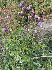 Cirsium arvense integrifolium