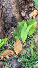 Syngonium podophyllum